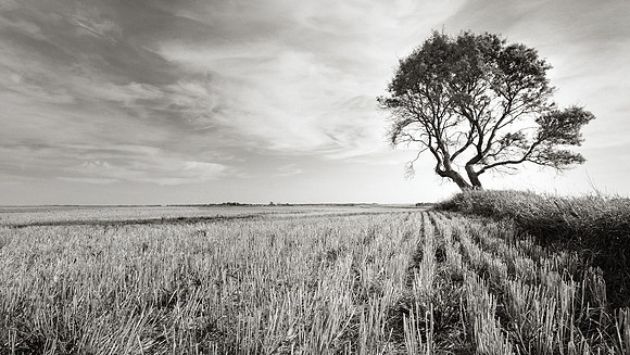 Tree of Dreams